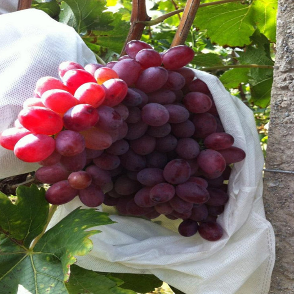 50Pcs/Lot Garden Vegetable Fruit Protection Bag
