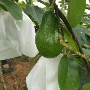 50Pcs/Lot Garden Vegetable Fruit Protection Bag
