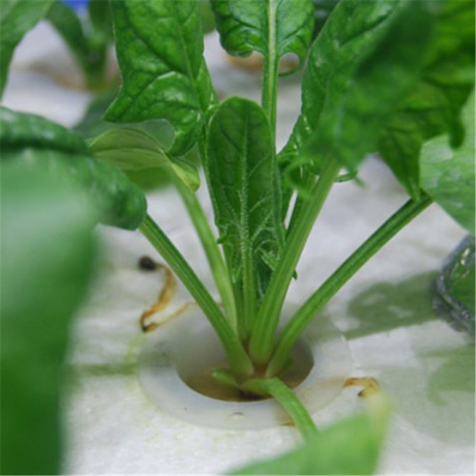 10pcs Heavy Duty Hydroponic Mesh Pot