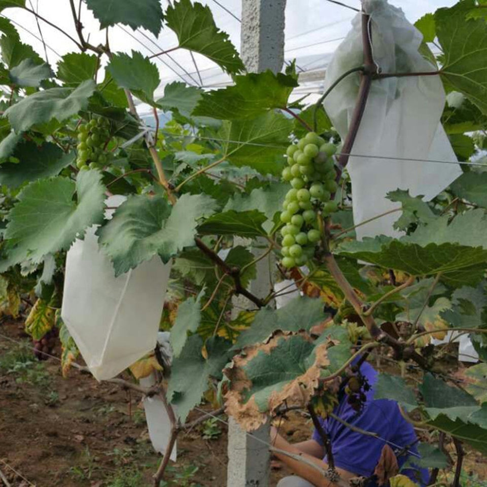 50Pcs/Lot Garden Vegetable Fruit Protection Bag