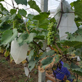 50Pcs/Lot Garden Vegetable Fruit Protection Bag